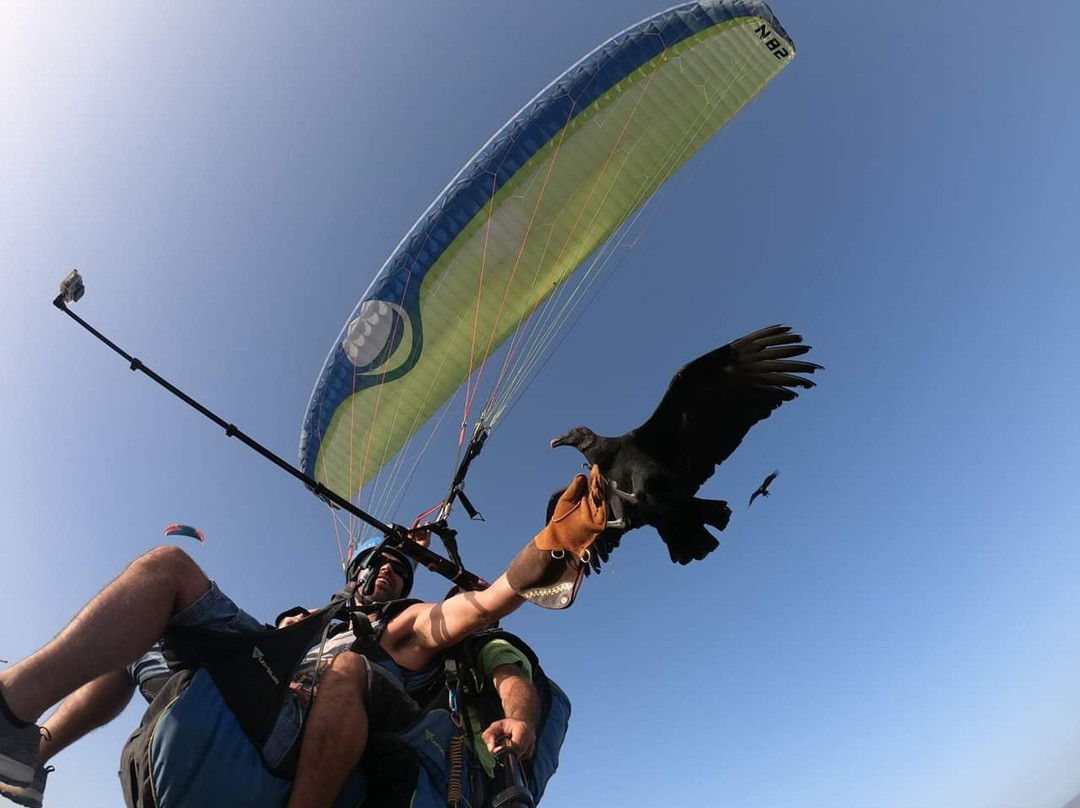 Skywings Falconry景点图片