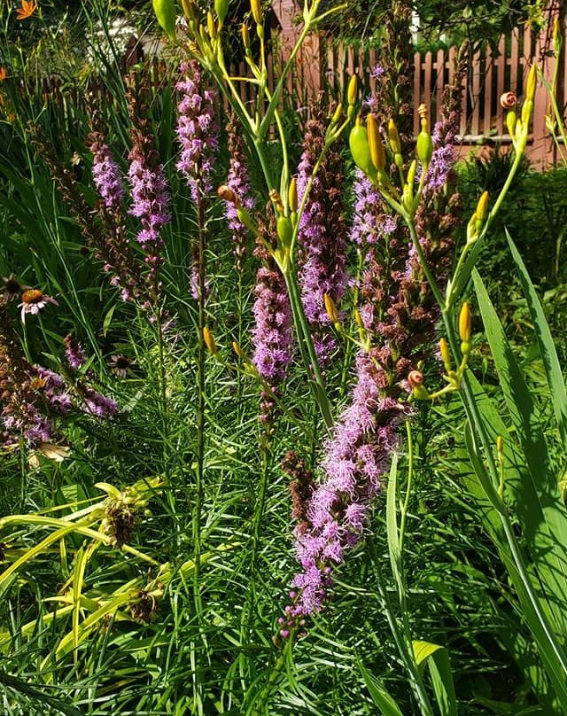 Orchard View Lavender Farm景点图片