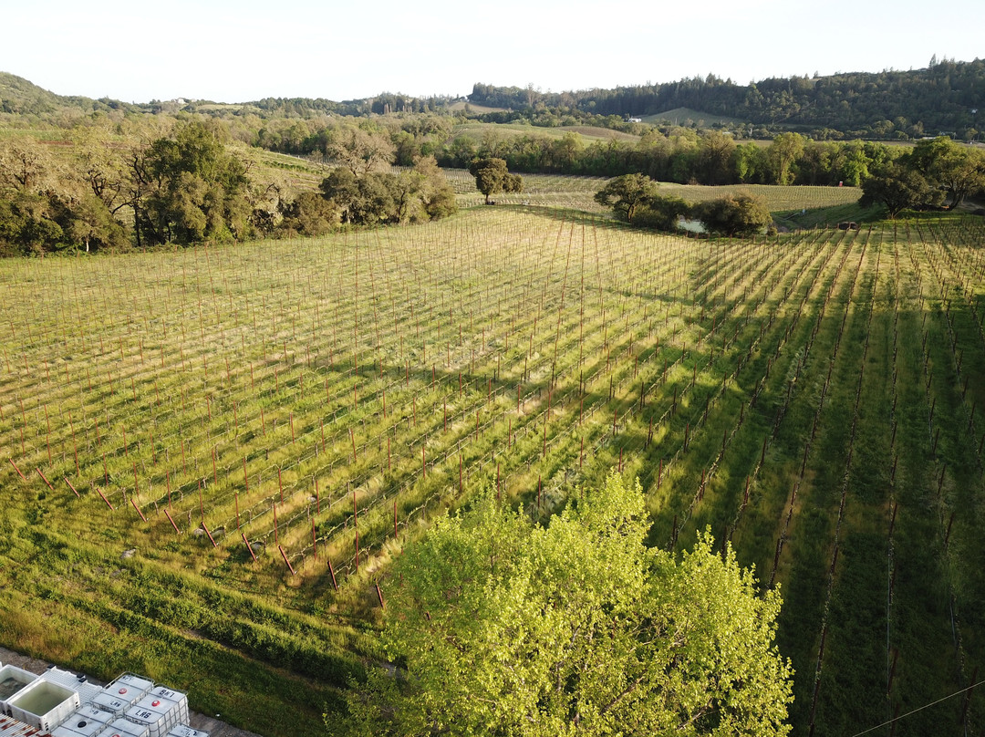 Enriquez Estate Wines景点图片