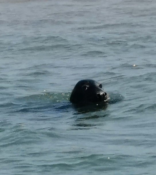 Seal Trips at Yarmouth-大雅茅斯必去景点