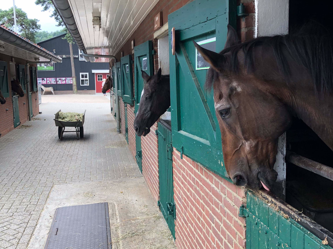 De Paardenkamp - Boerderij Vosseveld-索斯特必去景点