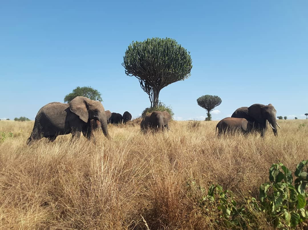 Mbogo Expeditions-阿鲁沙必去景点