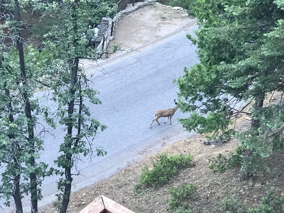 Yosemite West High Sierra Bed and Breakfast主图