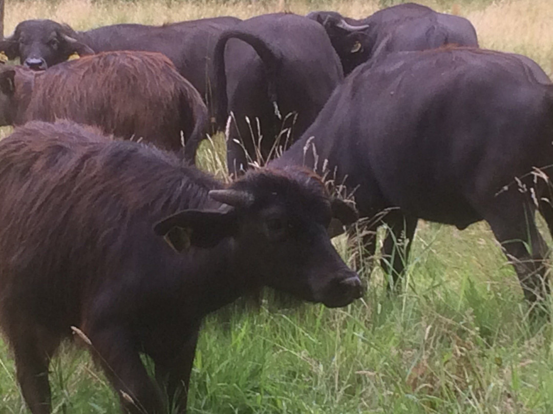 De Stoerderij Waterbuffels-Son en Breugel必去景点