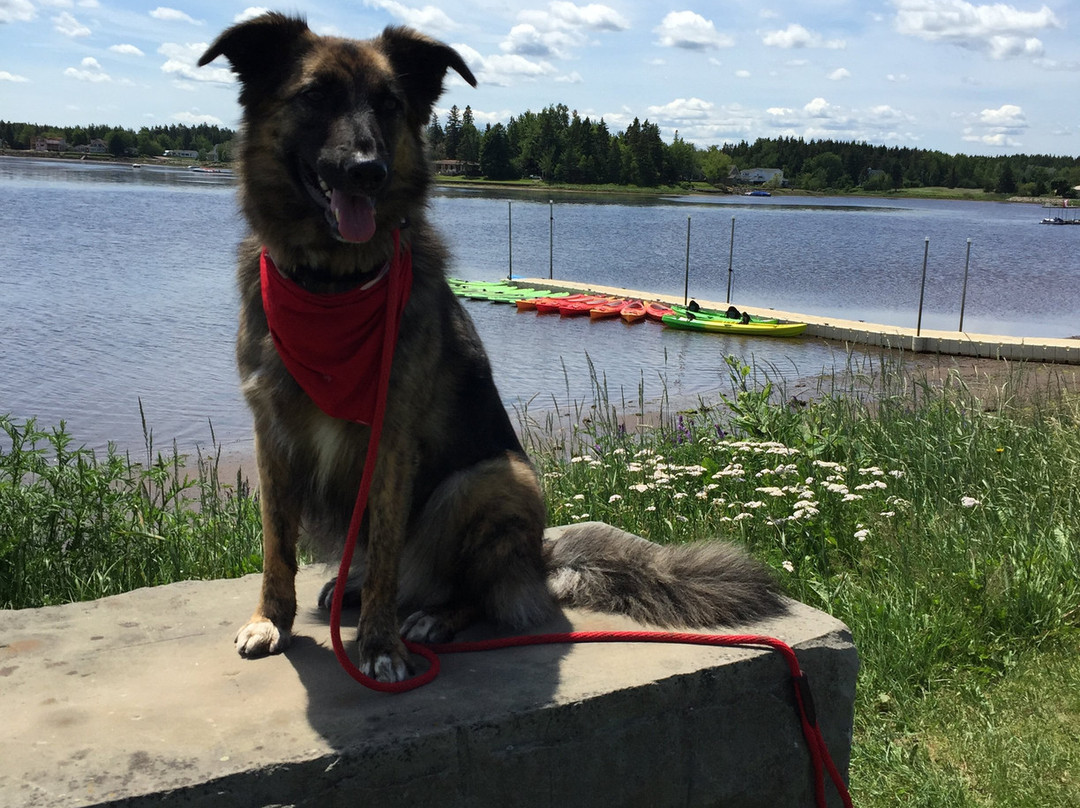 Shediac Paddle Shop-希迪亚克必去景点