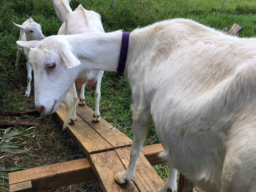 The Hilli Goat景点图片