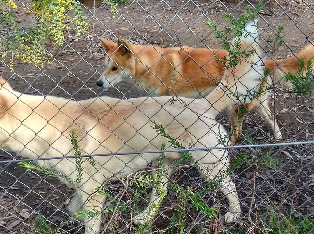 Dingo Sanctuary-Bargo必去景点