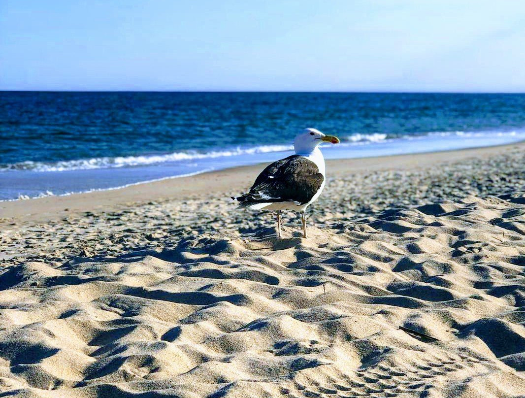 Main Beach-东汉普顿必去景点