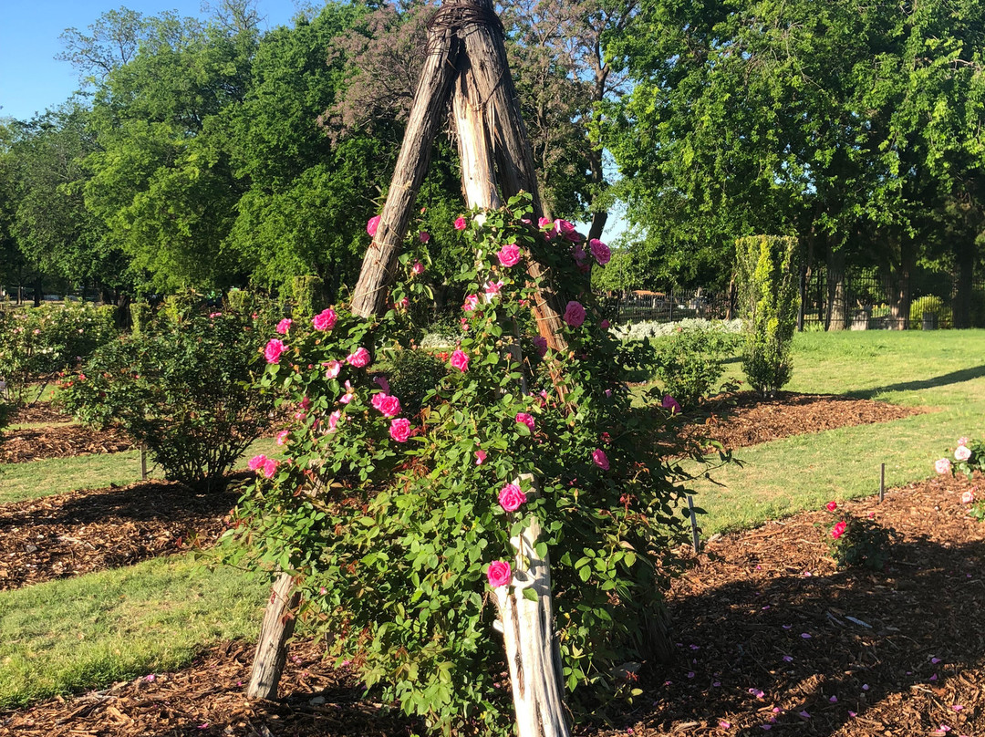 The Rose Gardens of Farmers Branch-Farmers Branch必去景点