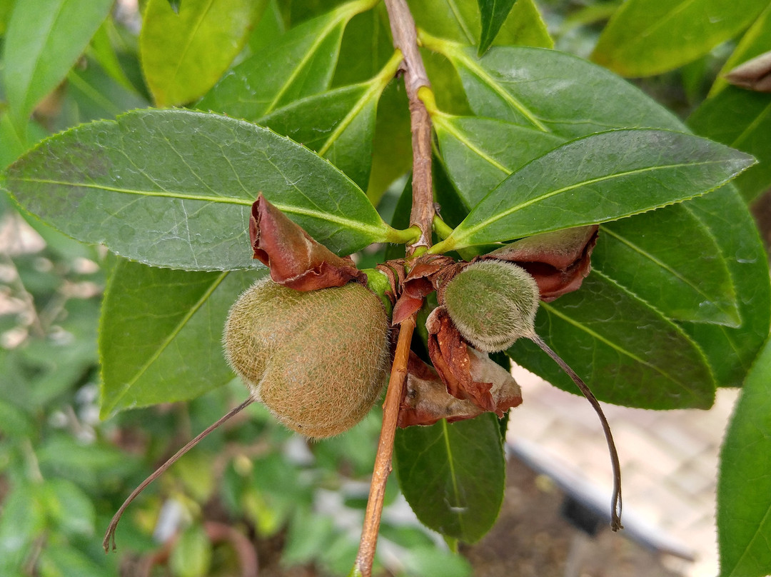 Kurume World Camellia Museum景点图片