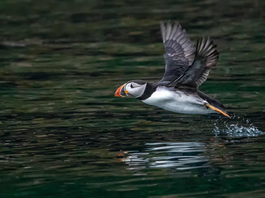 Andy Davies Photography & Video - Skomer Island Photography Workshop景点图片