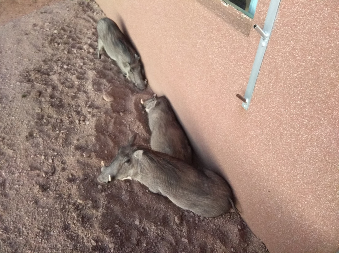 Okonjima Plains Camp主图