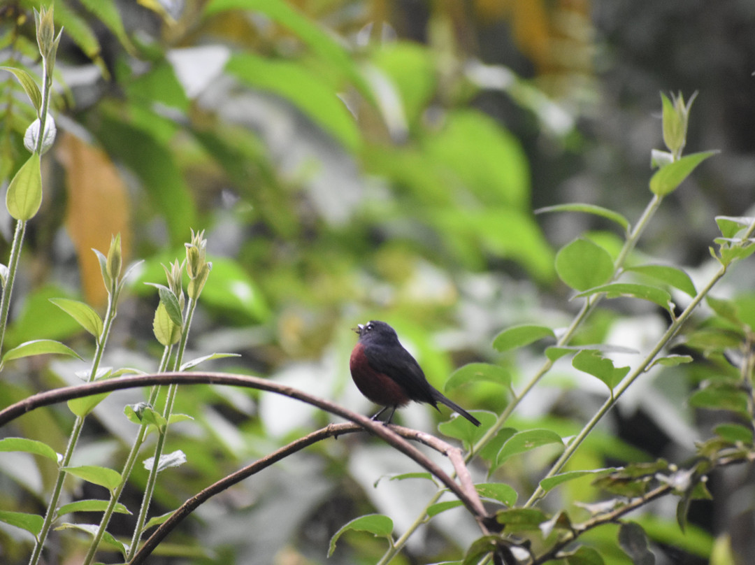 Campoalegre旅游攻略图片