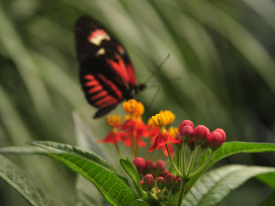 Schmetterlingspark-萨斯尼茨必去景点