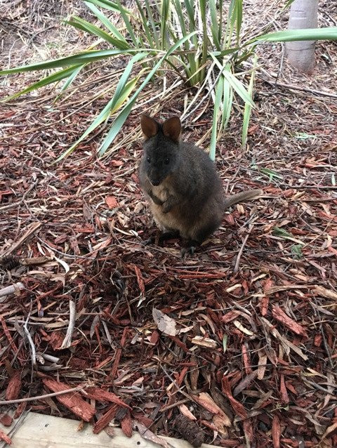 牡蛎湾木屋主图