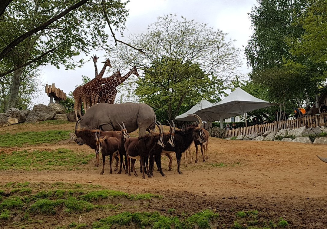 ZooParc de Beauval景点图片