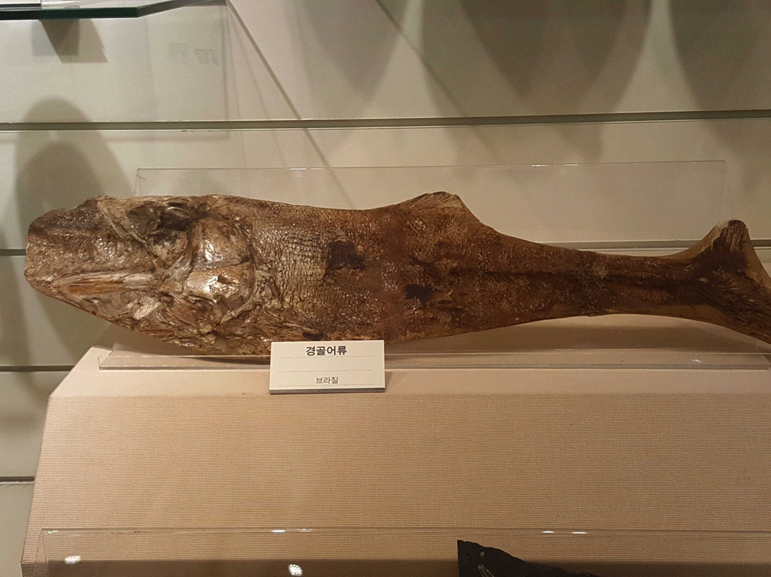 Mokpo Natural History Museum-木浦市必去景点