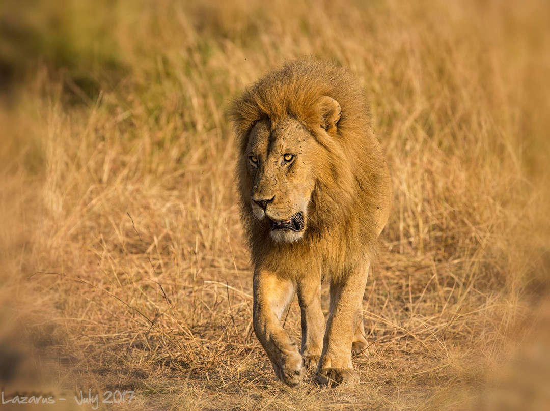 Eyes On Serengeti