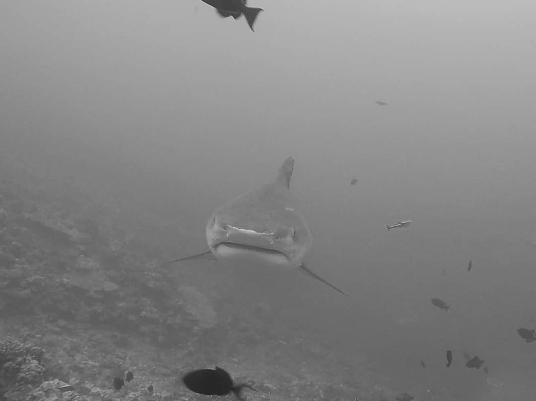 Api Dive Tahiti-皮拉尔必去景点