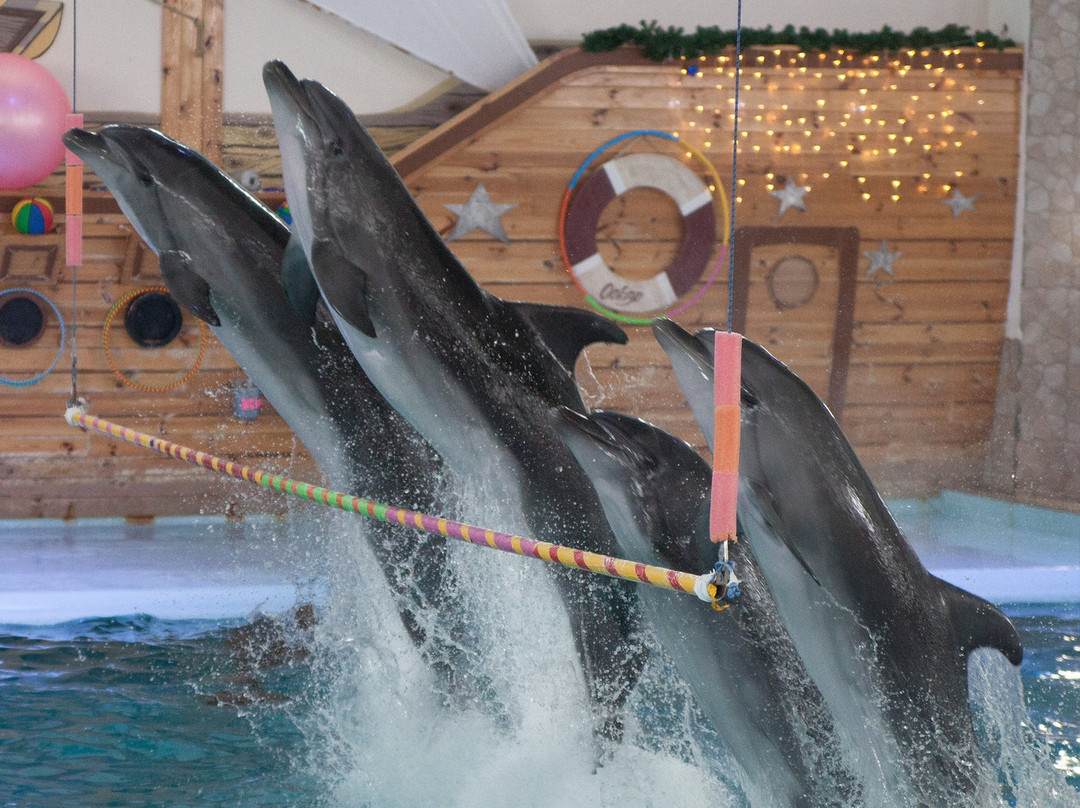 Dolphinarium Oskar-特鲁斯卡韦茨必去景点