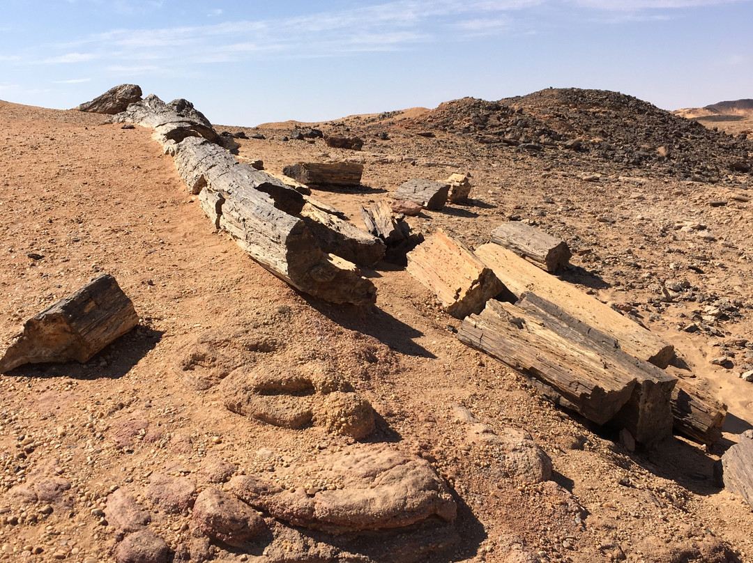 Petrified Forest-Merowe必去景点