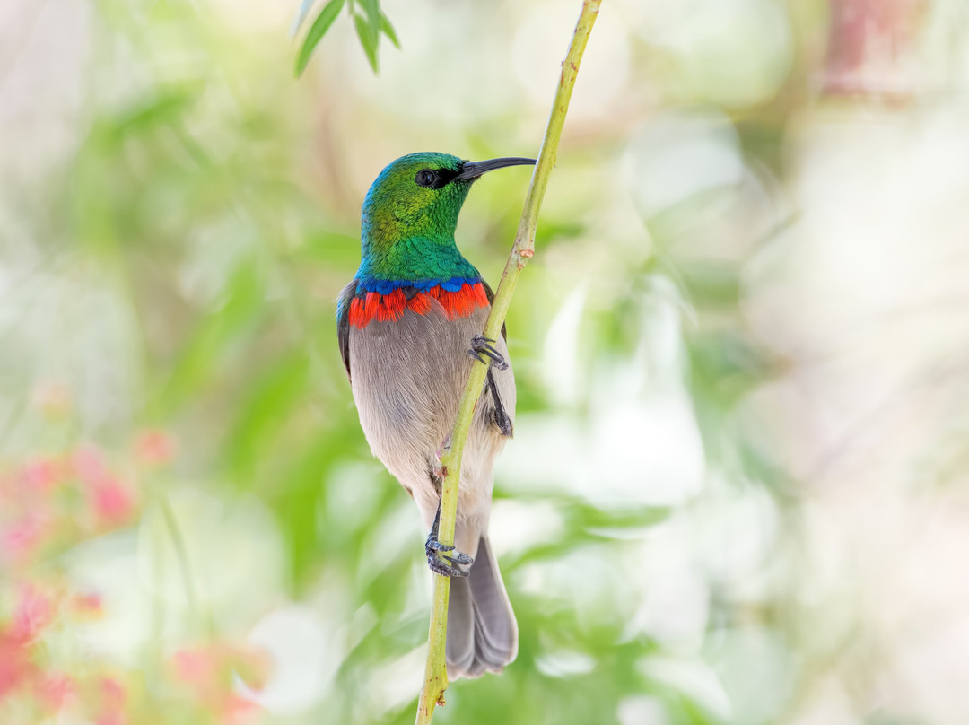 The Olive Tree Guest House主图