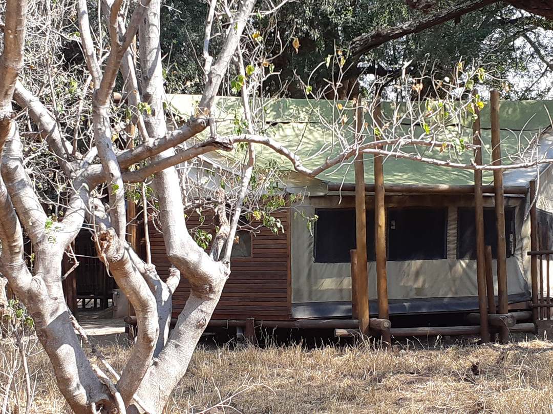 Mapungubwe Limpopo forest tented camp