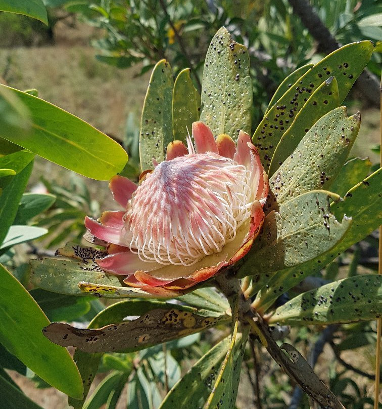 Kloofendal Nature Reserve景点图片