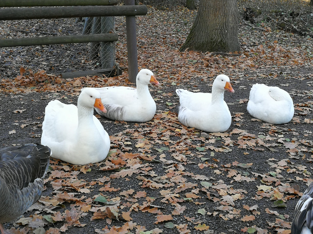 Wildpark Rheingönheim景点图片