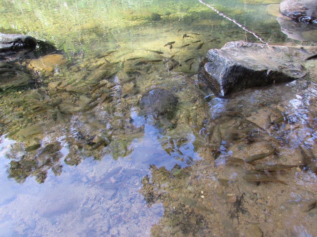 Khlong Nonsi Waterfall景点图片