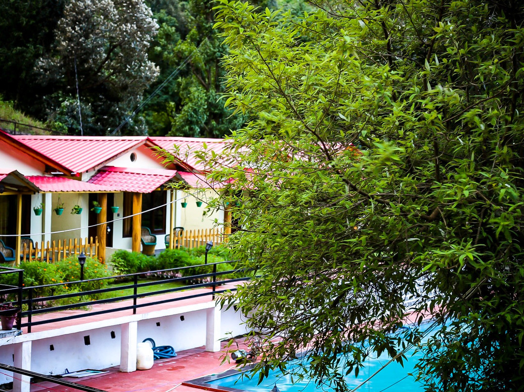 The Jungle Pool主图