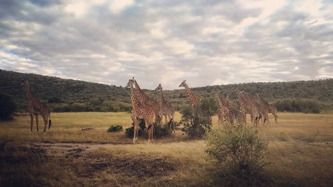 Lenchada Safaris-内罗毕必去景点