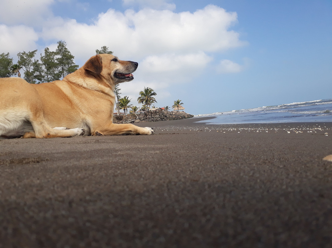 Hotel Coco Loco主图