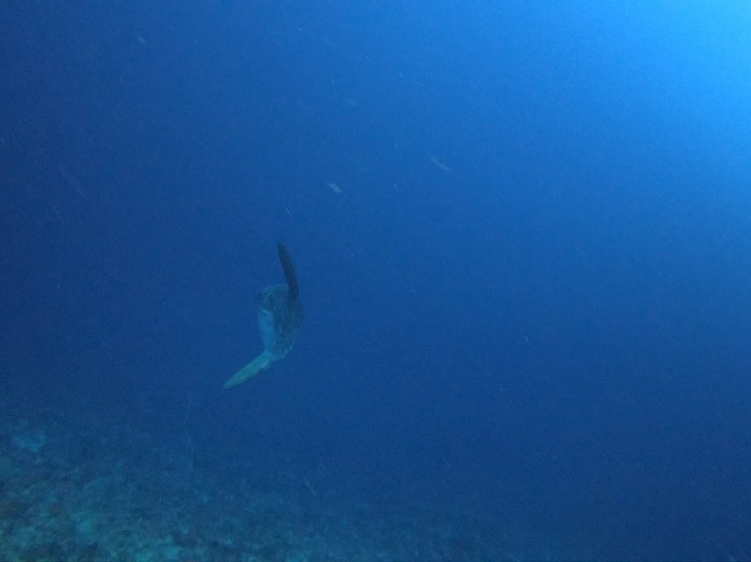 蓝梦岛潜水世界景点图片