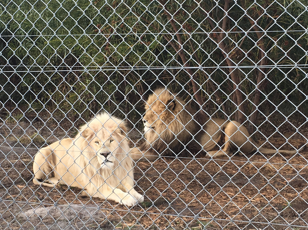 Panthera Africa - Big Cat Sanctuary景点图片