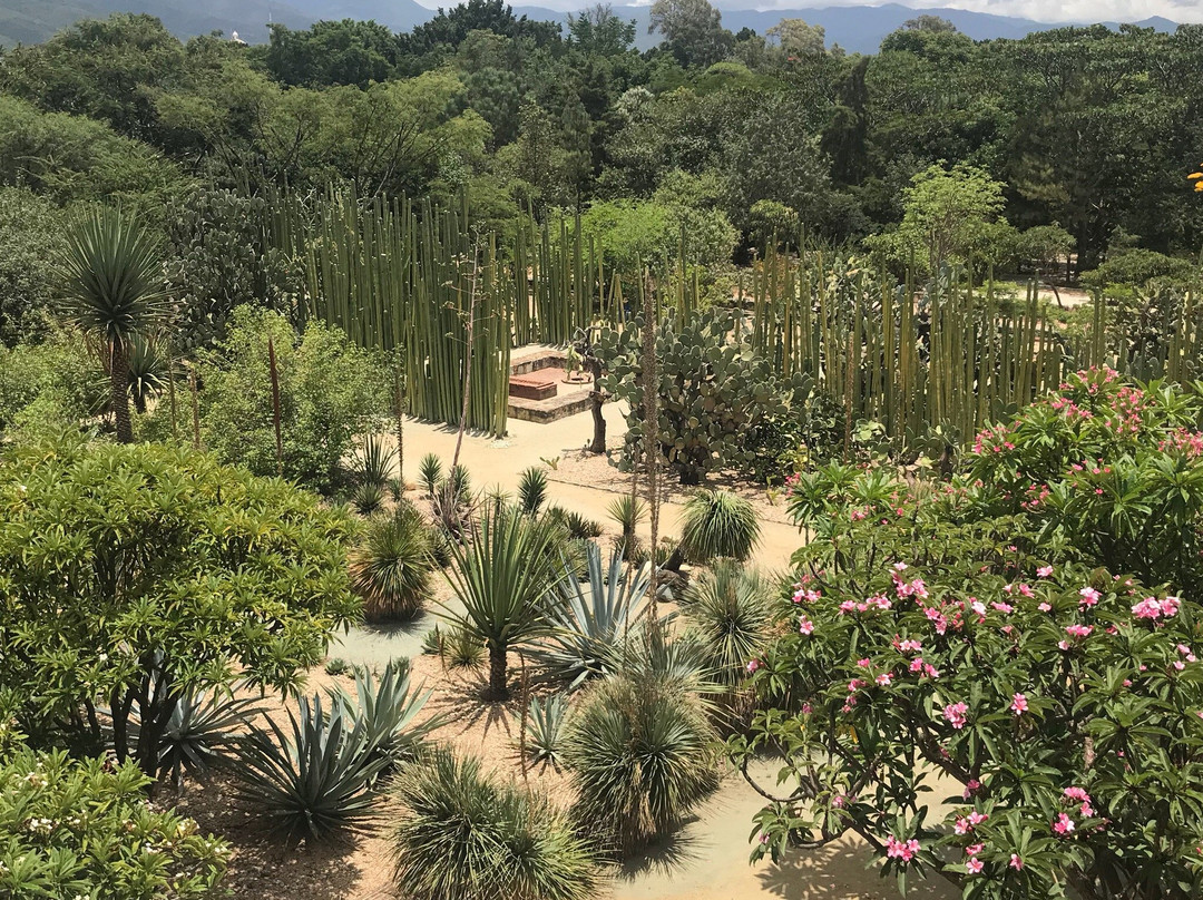 Museo de las Culturas de Oaxaca景点图片