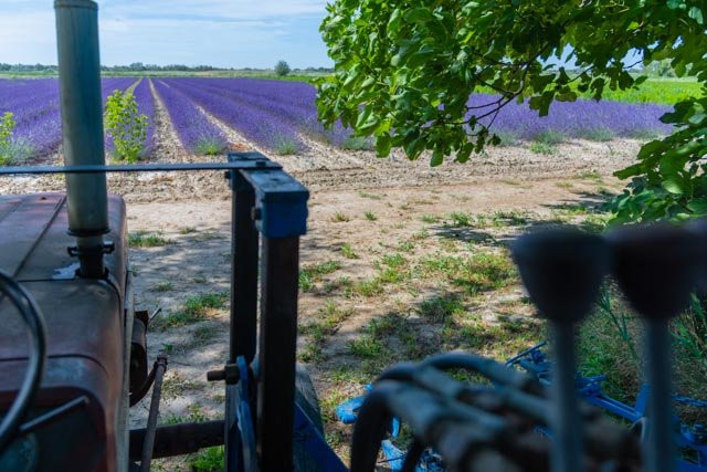 un MAS en PROVENCE de la plante au parfum