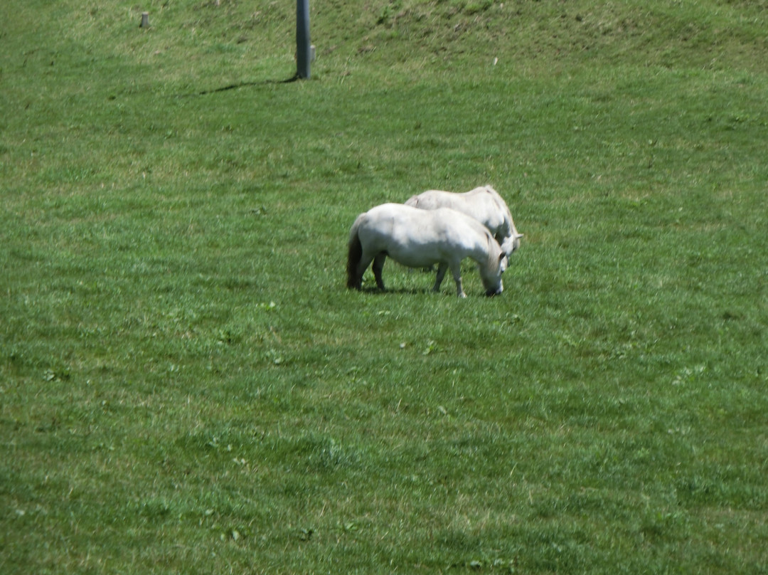 Kuzumaki Highland Farm景点图片