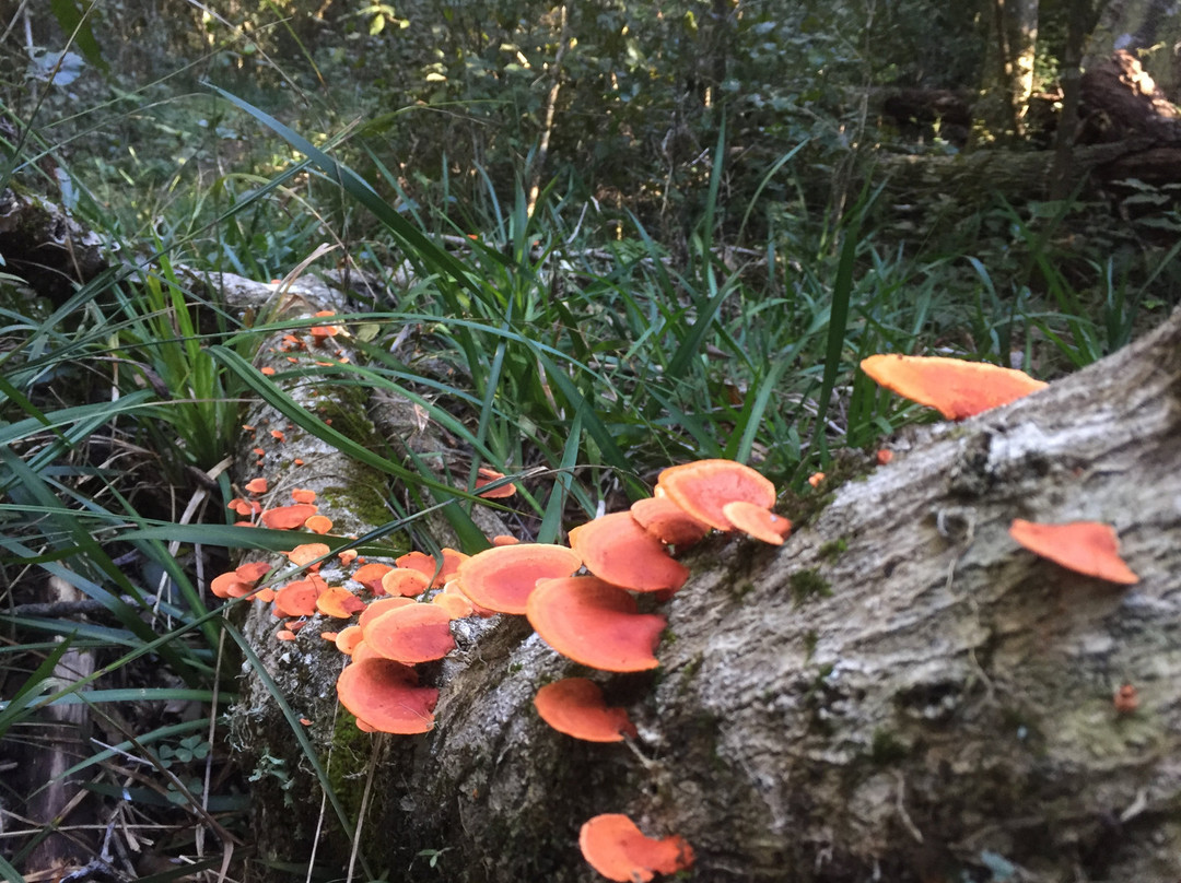 Secrets of Knysna Forest-哈克城必去景点