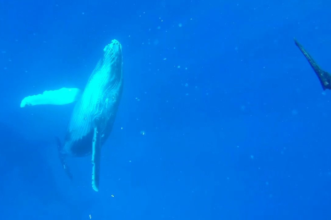 Tonga Travel Troupe-努库阿洛法必去景点