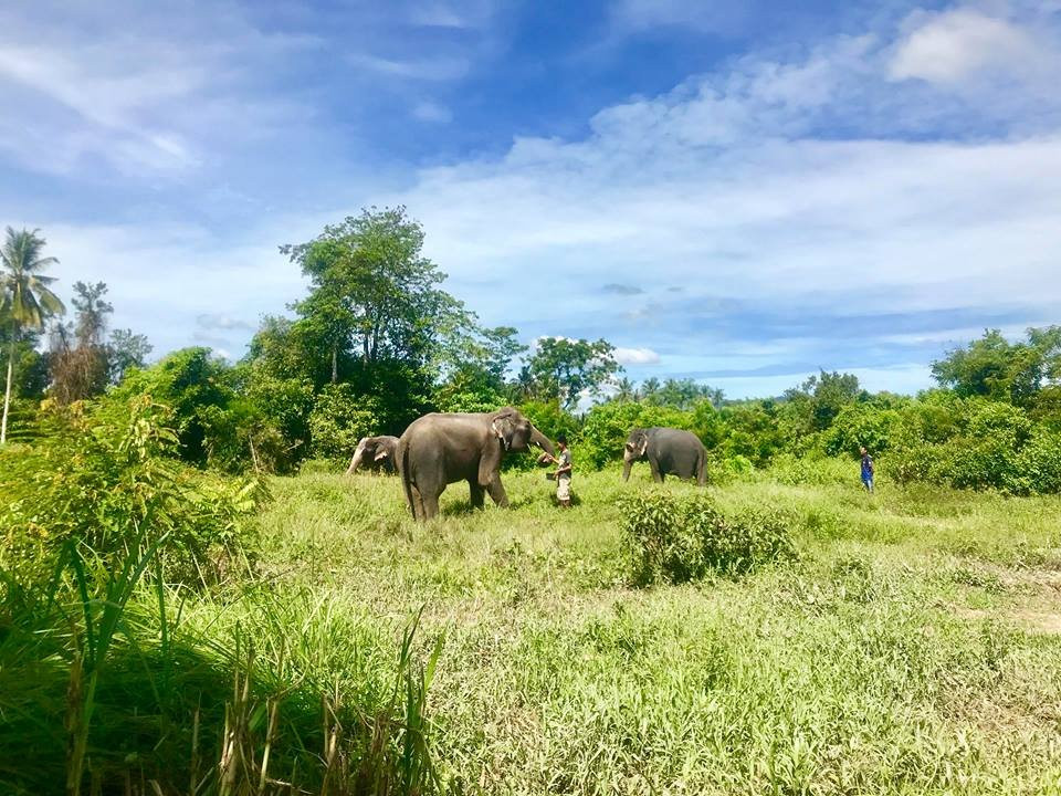 Krabi Elephant Sanctuary景点图片
