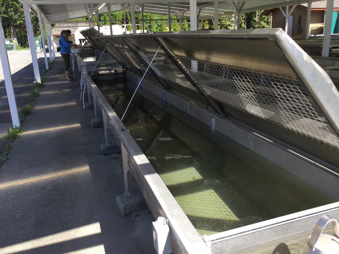 Chehalis River Salmon and Trout Enhancement Facility-阿加斯市必去景点