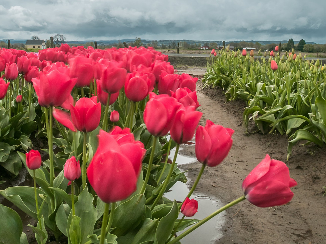Holland America Bulb Farms景点图片