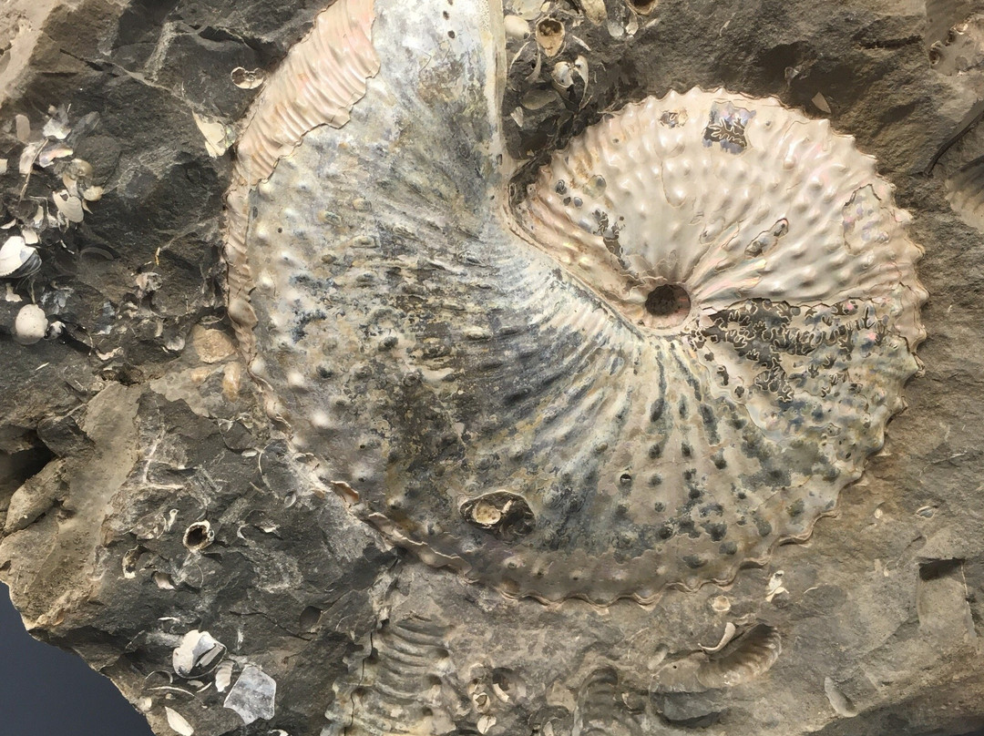 Mineralien Museum-埃森必去景点
