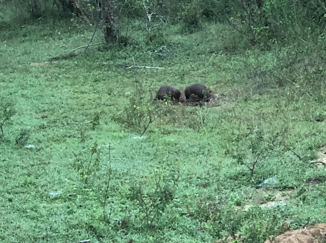 Bundala Safari And Village Experience-蒂瑟默哈拉默必去景点