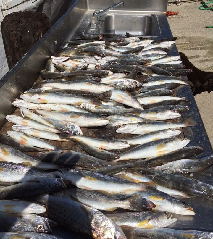 Speck Tackle Lure-Dauphin Island必去景点