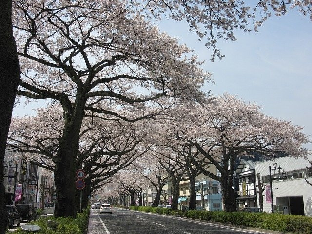 Hitachi Cherry Blossom Matsuri景点图片