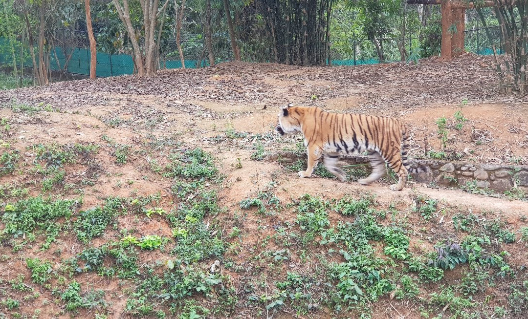 Nagaland Zoological Park-Dimapur必去景点