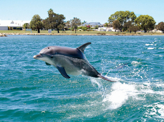 Mandurah Cruises-曼杜拉必去景点
