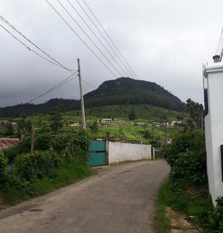 Treatooo White Palace主图